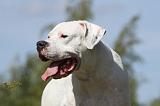 DOGUE ARGENTIN 012